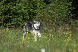 ALASKAN MALAMUTE 374